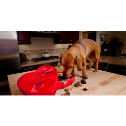 Co zrobić jak pies zje czekoladę?