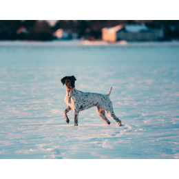 Wyżeł niemiecki - poznaj wszystkie jego odmiany i oblicza - encyklopedia ras psów