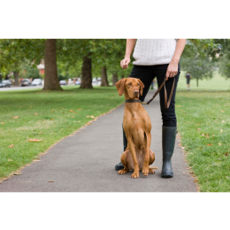 Wyżeł węgierski krótkowłosy - encyklopedia ras psów