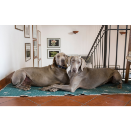 Wyżeł weimarski (weimar dog) – encyklopedia psów