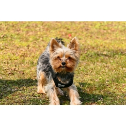 Czy kantar dla psa jest bezpieczny? Kiedy i jak go stosować?