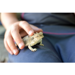 Żaba rogata – wszystko, co powinieneś wiedzieć o rogatce ozdobnej