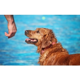 Jak się bawić z psem w lato? Pomysły na bezpieczne aktywności dla psa w upały