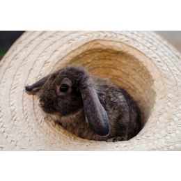 Pomysły na zabawy z królikiem