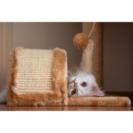 Jak zrobić zabawkę dla kota? Zobacz zabawki dla kotów diy