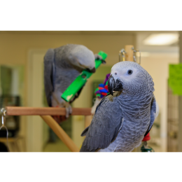 Jakie zabawki dla papug? Przewodnik i pomysły „zrób to sam”!