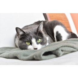 Mata węchowa – czy może być stosowana również dla kotów?