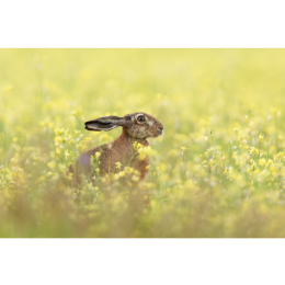 Czym się różni zając od królika? Zobacz, jak rozróżnić te zwierzaki!
