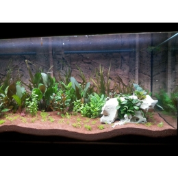 Czy żałobniczka zwyczajna sprawdzi się jako ryba dla początkujących akwarystów?