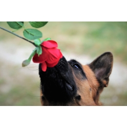 Jakich zapachów nie lubią psy? Poznaj top 5