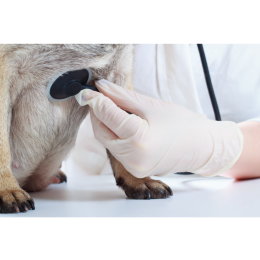 Zapadająca się tchawica u psa – objawy, leczenie, rokowania