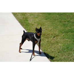 Prącie psa - wszystko, co powinieneś wiedzieć, a wstydzisz się zapytać