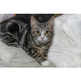 Zapalenie spojówek u kota - przyczyny, objawy