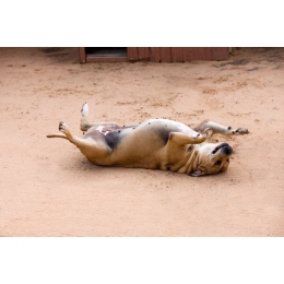 Zapalenie sutka u psa - czy to początek nowotworu listwy mlecznej psa?