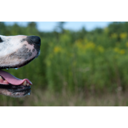 Zapalenie warg u psa – jak poradzić sobie ze spuchniętą wargą u pupila?