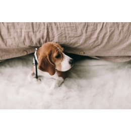 Zapalenie trzustki u psa – najczęstsze przyczyny, objawy i leczenie