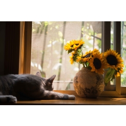 Jak skutecznie leczyć zaparcia u kota?