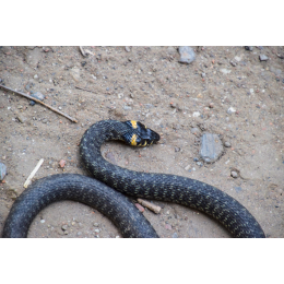 Zaskroniec w oczku wodnym – co robić?