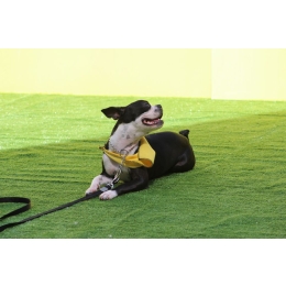 Czym jest obedience i posłuszeństwo sportowe