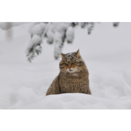 Żbik europejski (Felis silvestris)