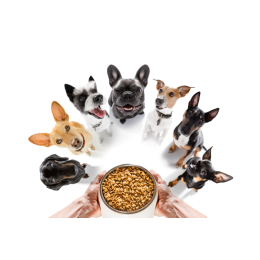 Jakie są najzdrowsze rasy psów?