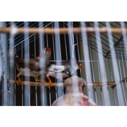 Zeberki – czym można karmić te egzotyczne ptaki?