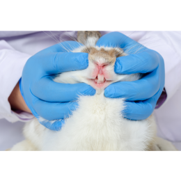 Jak dbać o zęby królika i co powinno nas w nich zaniepokoić?