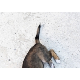 Zespół ogona końskiego u psa