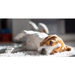 Twój pupil nagle upada? To może być zespół przedsionkowy u psa!