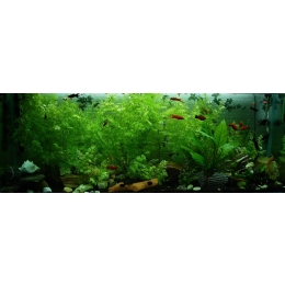 Jak pozbyć się zielonej wody w akwarium? Przegląd najbardziej znanych rozwiązań