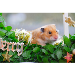 Jakie zioła możemy podawać chomikowi?