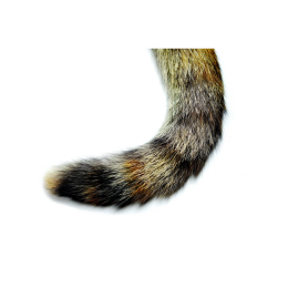 Jak rozpoznać złamany ogon u kota?