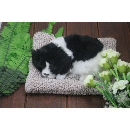 Jakie są rośliny trujące dla psa? Sprawdź na jakie kwiaty i rośliny musisz uważać!