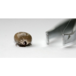 Źle wyrwany kleszcz – co jeśli podczas wyrywania zostaną resztki kleszcza?