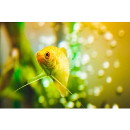 Gurami złote (Gurami gold) – najważniejsze informacje o gatunku