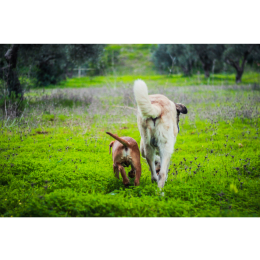 Zmarł najstarszy pies na świecie. Poznaj historię Bobiego