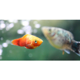 Zmienniak plamisty (platka) - poradnik akwarystyczny