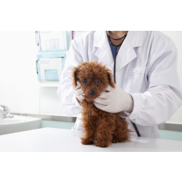 Żółtaczka u psa - rokowania, leczenie, objawy