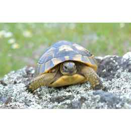 Żółw grecki (Testudo graeca) - najważniejsze informacje o gatunku