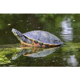 Jak dbać o żółwia wodnego? Gatunki, żywienie i terrarium dla żółwia