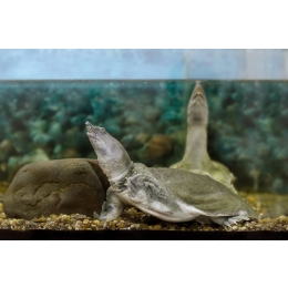 Żółwiak chiński - charakterystyka gatunku