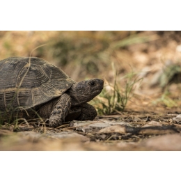Jak dbać o żółwia lądowego?