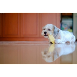 Dlaczego warto dawać psu żwacze wołowe?