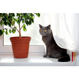 Żywienie kota brytyjskiego - co warto wiedzieć?