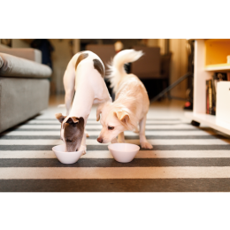 Żywienie psów karmami mokrymi