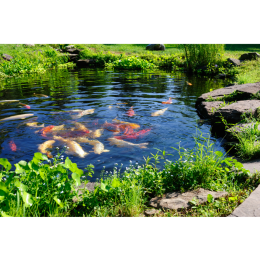 Czym należy karmić ryby w stawie i oczku wodnym?