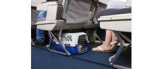 Pies w samolocie - o czym należy pamiętać?