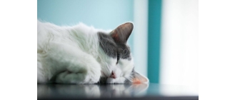 Jak odczytać skład karmy dla psa ?