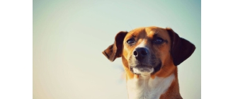 Wyjazd za granicę - cz.2 Szczepienia