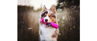 Psia pielęgnacja okiem Vuko - psiego blogera